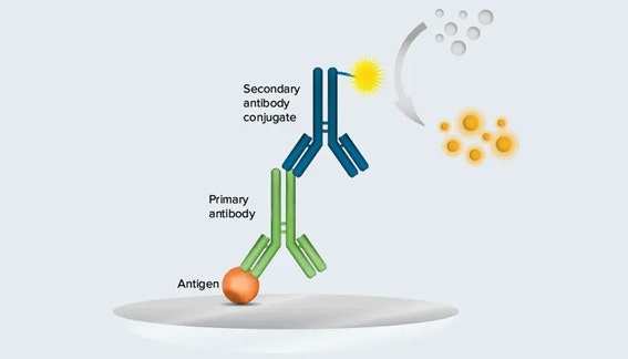 Qualitative Measurement of SARS-CoV-2 IgG Antibodies in Serum Samples