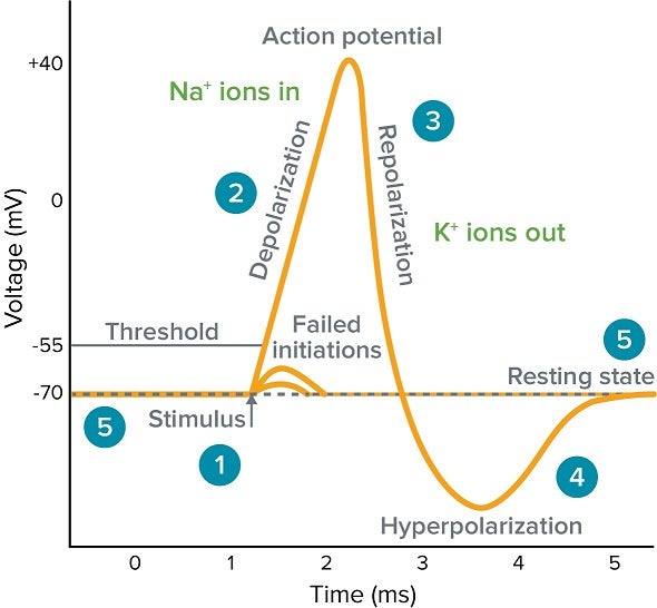 Action Potential Graph