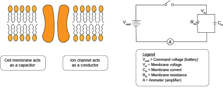 Voltage-Clamp Method- Cellular membrane as a simplified circuit