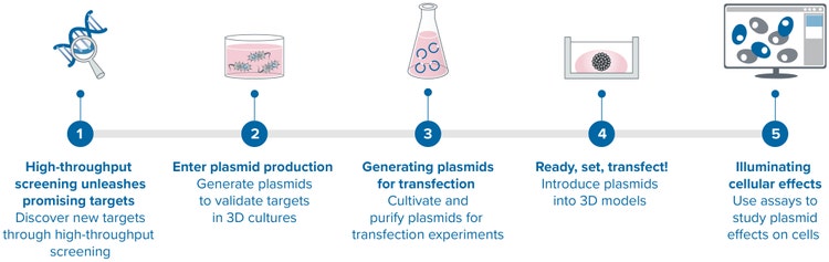 Combining plasmid production with 3D cell model imaging and organoid screening enables in-depth gene function analysis