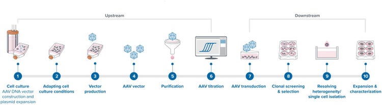 AAV Plasmid Production Workflow