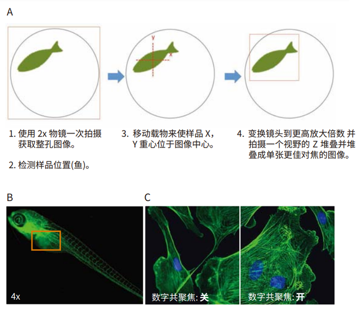Entire Zebrafish fish imaged in one field-of-view