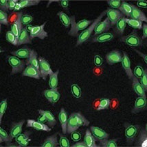 Masks created in MetaXpress Segmentation Software for DMSO-treated