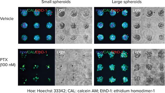 Effective dose of anti-cancer drug influenced by spheroid size