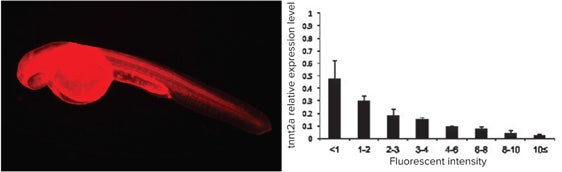 Lissamine fluorescence was used to correlate the amount of injected morpholino antisense oligonucleotide (MO) with the level of gene knockdown