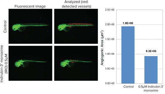 Zebrafish expressing GFP in vascular endothelial cells were exposed to compounds for 12-48 hours