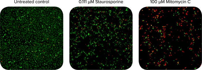 10X widefield images of Calcein-AM stained (green) and Ethidium Homodimer-III stained (red) HeLa cells