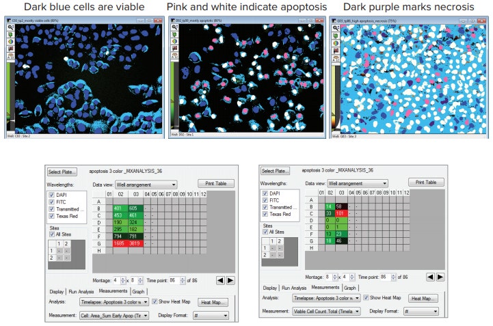 A visual snapshot of cell death results