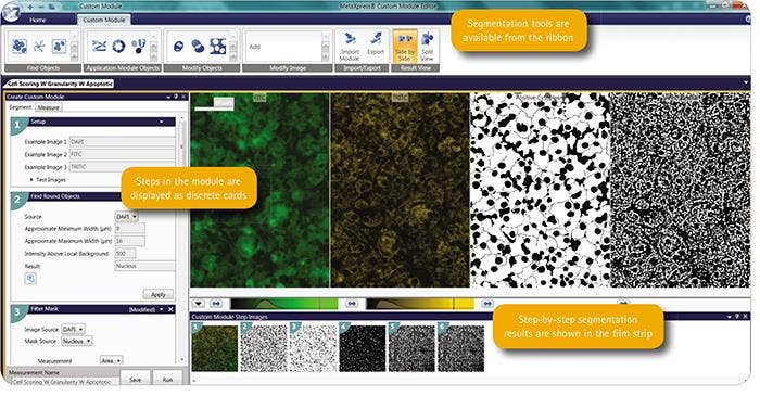 Multi-parameter toxicity measurement of hepatocytes