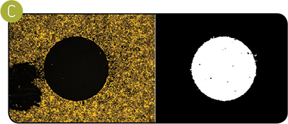 Finding puncta in neurite outgrowths