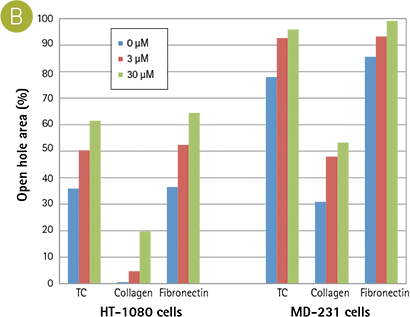 measure migration into a cell-free zone
