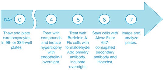 Assay workflow for screening with high-content imaging and analysis