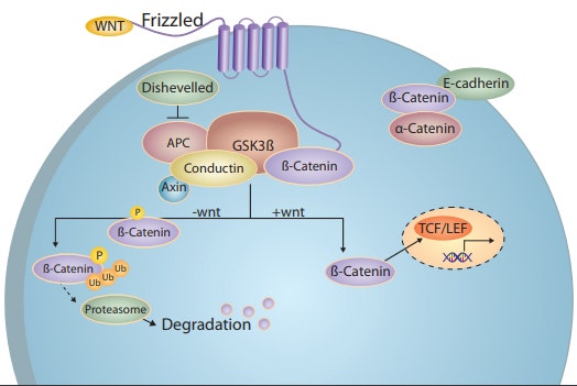 Image many cells for high statistical significance without compromising speed