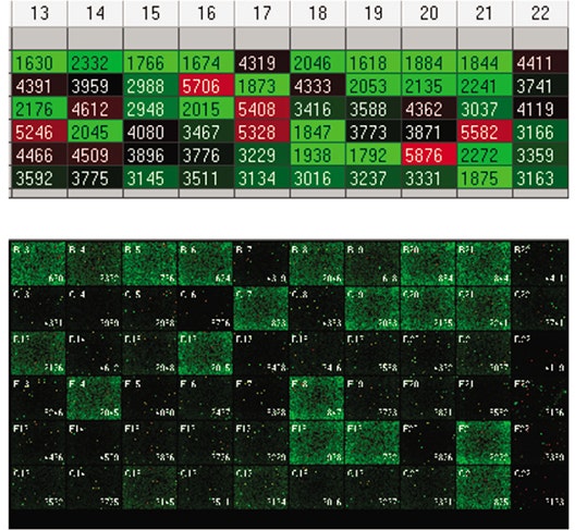 Images of the wells run at a 1:10 dilution of supernatant as well as a heat map representing the fluorescence intensity measured on the beads in each well.