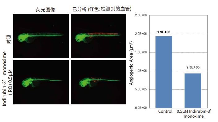Zebrafish expressing GFP in vascular endothelial cells were exposed to compounds for 12-48 hours