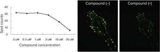 The destruction of zebrafish hair cells has been used an indicator of ototoxicity
