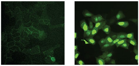 Fluorescent EGFP faintly visible and dispersed in cell membrane and GSK-3ß inhibitor, ß-Catenin-EGFP translocates into the nuclei