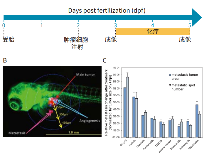 Image of human leukemia stem cells labeled with Kusabira-orange (red) transplanted into Zebrafish embryo (green)