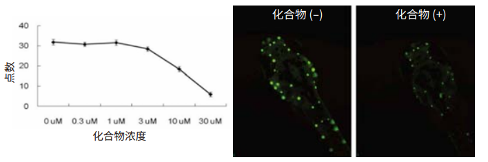 The destruction of zebrafish hair cells has been used an indicator of ototoxicity