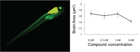 Zebrafish with fluorescently-labeled neurons (yellow in image) were treated with neurotoxic compounds