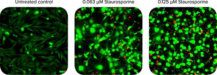40X widefield images of Calcein AM stained (green) and Ethidium Homodimer-III stained (red) CHO cells
