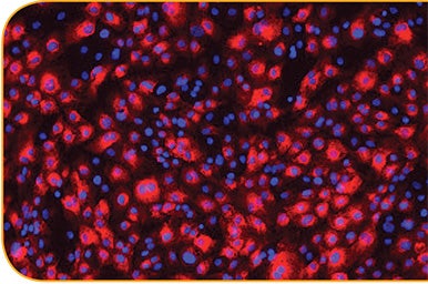 Total reaction volumes were typically 40 μL in 384-well plates