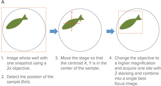 Entire fish imaged in one field-of-view