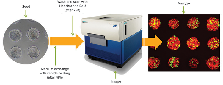 Workflow of 3D spheroid imaging