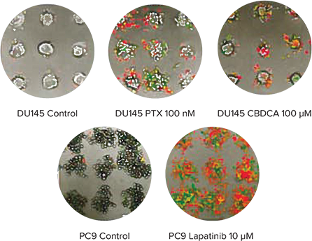 Monitoring apoptosis and necrosis over time