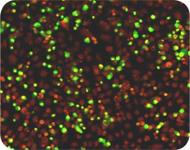 Image overlays of NucView Caspase 3/7 stained cells (green) and DRAQ5 nuclear stain (red)