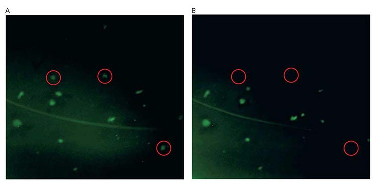 FLAG-tagged cell colony detection and selection