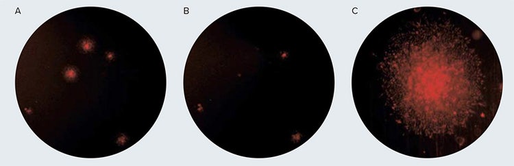 CHO K-1 cell colony detection and selection