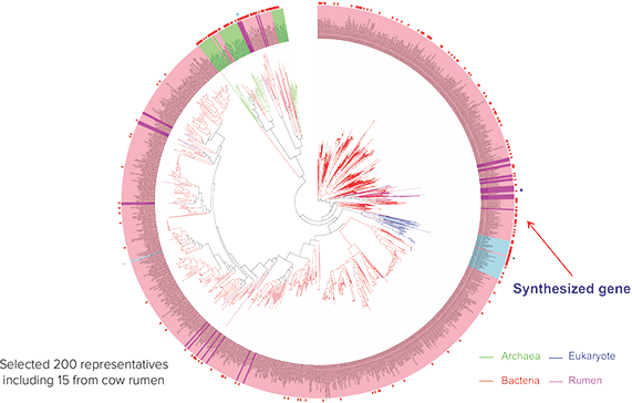 Metagenomic phylogenetic analysis to select representative gene families