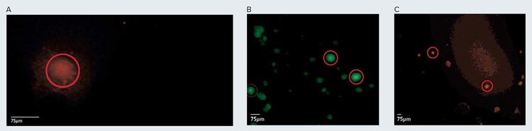 Colonies of cells expressing endogenous receptors