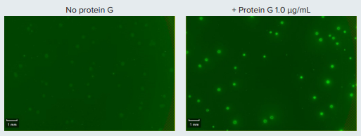 One round of K8495 assay optimization increased the fluorescent signal by over five folds as measured using Sum Total Intensity