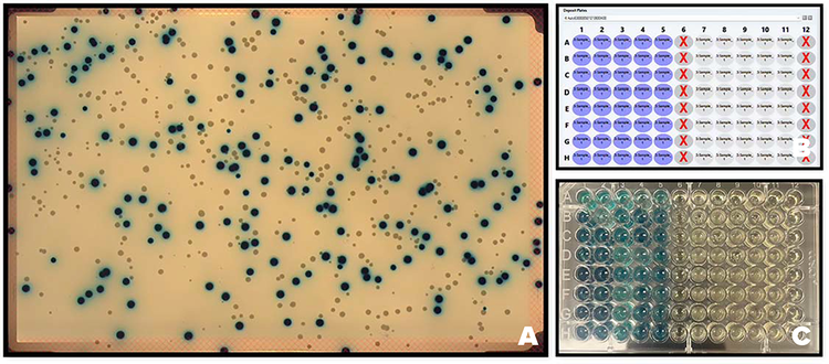 (A) Color Image of blue and white colonies of E. coli. (B) plate map. (C) Destination plate that incubated at 37°C for 16-18 hours