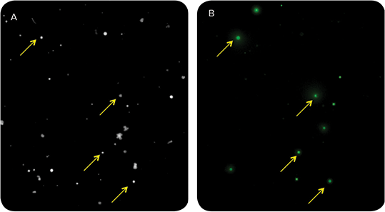 Visualization of IgG secretion in parental hybridoma cell line suggests only a small subset