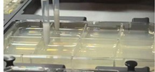 Custom disposable plating and streaking tips (300 μL) for microbial sample aspiration, dispensing, and spreading on agar trays
