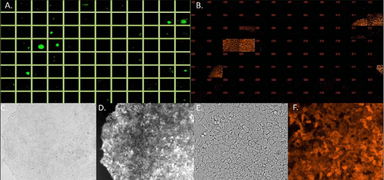 images of CRISPR-based p53 KO monoclonal cells