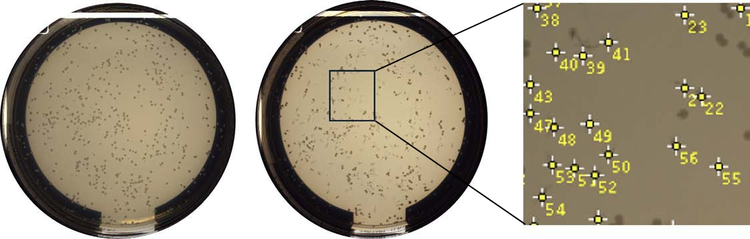 Pre-pick and post-pick images of a 9 cm Petri dish source plate for colony picking with ImageJ colony count results