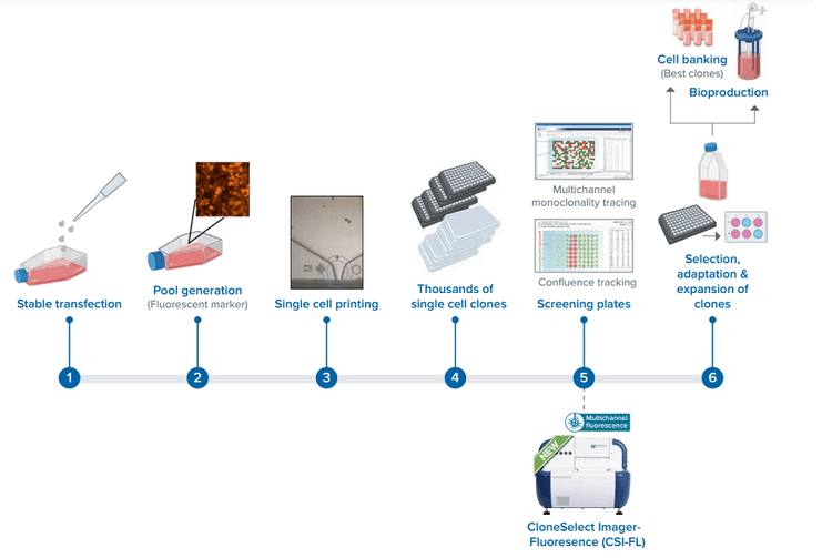 Cell line development workflow using CSI-FL