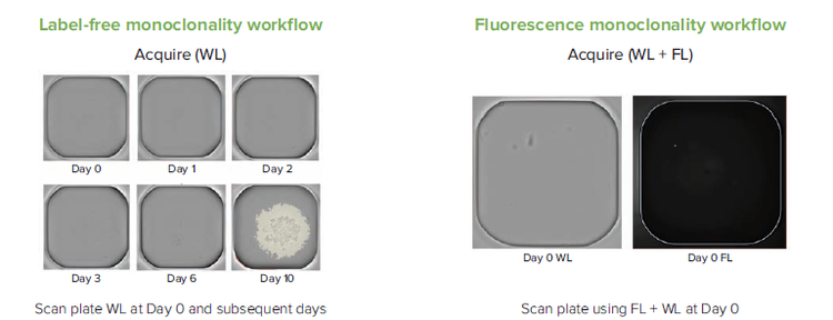 Transmitted white light and fluorescence workflows in monoclonality