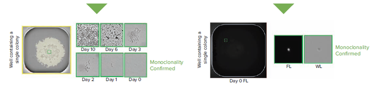 Transmitted white light and fluorescence workflows in monoclonality