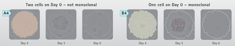 Objective, quantitative assessment of cell growth