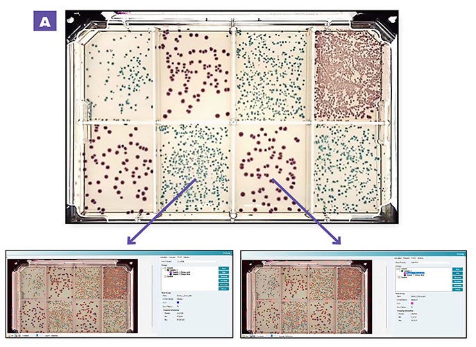 (A) Grouping of blue E. coli & pink Klebsiella aerogenes colonies plated on 8 region OmniTrays