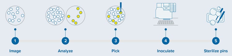 Colony screening workflow with QPix 420 system
