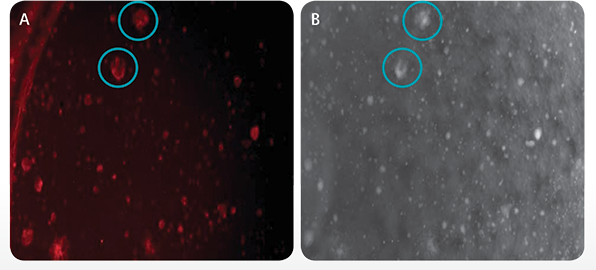 Imaging and detection of surface markers