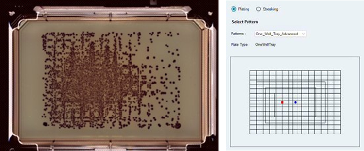 Source culture of Klebsiella aerogenes plated on an undivided OmniTray containing ECC CHROMagar showing isolated pink colonies