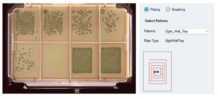 Source culture of E. coli plated on 8-well OmniTray containing LB Agar (with Ampicillin)