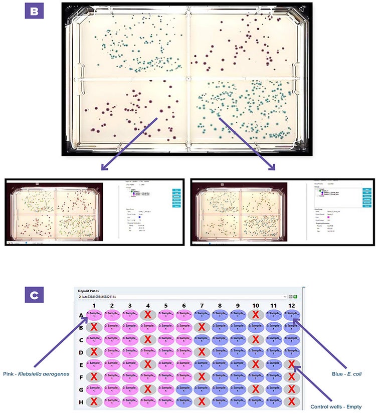 (B) Grouping of blue E. coli and pink Klebsiella aerogenes colonies plated on 4 region OmniTrays